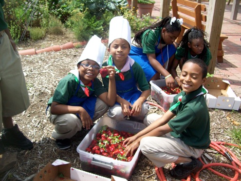 collecting produce